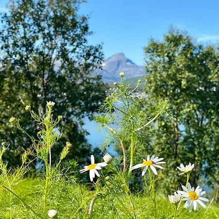 Hakoya Daire Tromsø